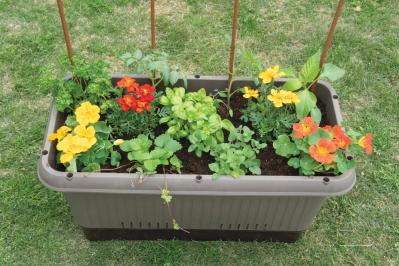 【ガーデニング】庭がなくてもOK！たくさん収穫できる「コンテナ菜園」春〜夏バージョン（サムネイル画像19）