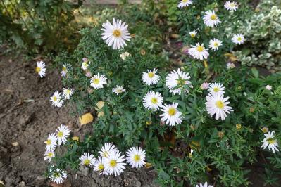 伊藤左千夫の『野菊の墓』あらすじ紹介。淡い恋と切ない別れがひっそりと描かれる名作