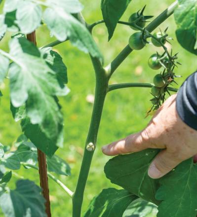 【ガーデニング】春に植えた「コンテナ菜園」の収穫作業をわかりやすく解説！（サムネイル画像4）