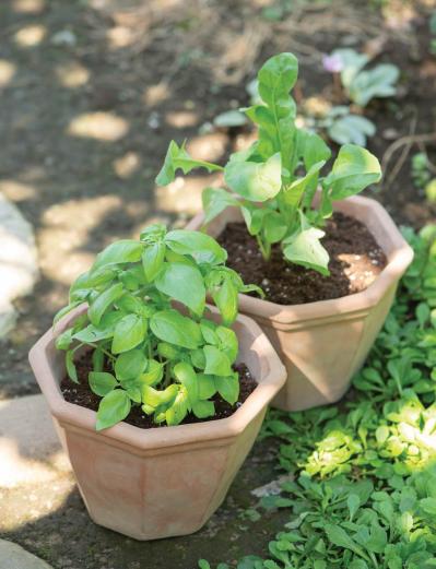 【ガーデニング】1鉢に1株だから気軽に育てられる「ハーブの単植」とは？（サムネイル画像2）
