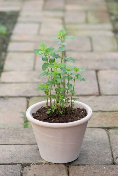 【ガーデニング】はじめてでもできる！鉢で育てるハーブ 単植＆寄せ植え（サムネイル画像11）