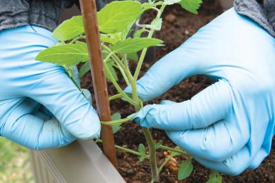 【ガーデニング】庭がなくてもOK！たくさん収穫できる「コンテナ菜園」春〜夏バージョン（サムネイル画像14）