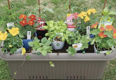 【ガーデニング】庭がなくてもOK！たくさん収穫できる「コンテナ菜園」春〜夏バージョン（サムネイル画像6）