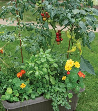 【ガーデニング】春に植えた「コンテナ菜園」の収穫作業をわかりやすく解説！（サムネイル画像6）