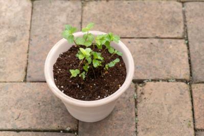 【ガーデニング】はじめてでもできる！鉢で育てるハーブ 単植＆寄せ植え（サムネイル画像8）