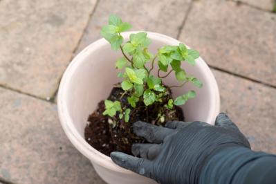 【ガーデニング】はじめてでもできる！鉢で育てるハーブ 単植＆寄せ植え（サムネイル画像6）