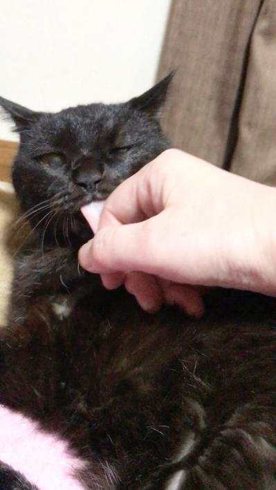 【マンガ・老猫日誌＃27】健康のバロメーターは「ペロペロ」。19歳の元保護猫・桃姐（サムネイル画像4）