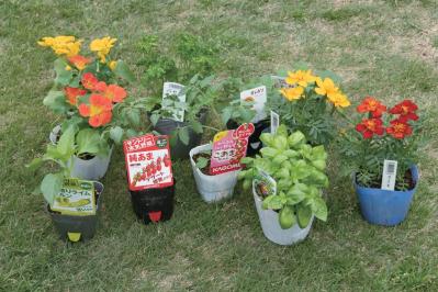 【ガーデニング】庭がなくてもOK！たくさん収穫できる「コンテナ菜園」春〜夏バージョン（サムネイル画像5）