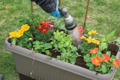【ガーデニング】庭がなくてもOK！たくさん収穫できる「コンテナ菜園」春〜夏バージョン（サムネイル画像20）