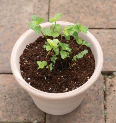 【ガーデニング】1鉢に1株だから気軽に育てられる「ハーブの単植」とは？（サムネイル画像9）