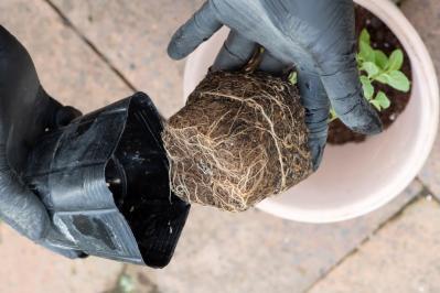 【ガーデニング】はじめてでもできる！鉢で育てるハーブ 単植＆寄せ植え（サムネイル画像5）