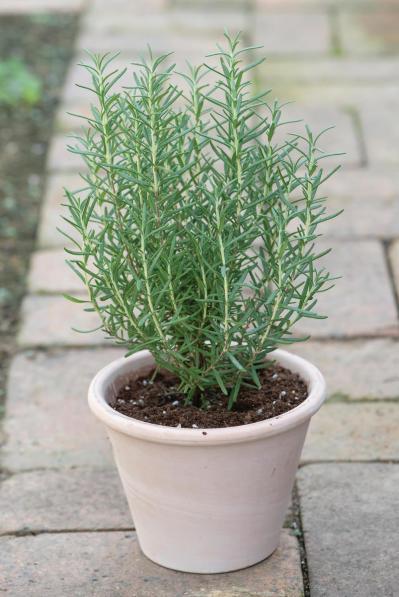 【ガーデニング】1鉢に1株だから気軽に育てられる「ハーブの単植」とは？（サムネイル画像11）