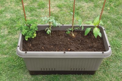 【ガーデニング】庭がなくてもOK！たくさん収穫できる「コンテナ菜園」春〜夏バージョン（サムネイル画像16）