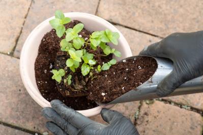 【ガーデニング】はじめてでもできる！鉢で育てるハーブ 単植＆寄せ植え（サムネイル画像7）