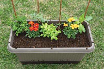 【ガーデニング】庭がなくてもOK！たくさん収穫できる「コンテナ菜園」春〜夏バージョン（サムネイル画像17）