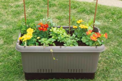 【ガーデニング】庭がなくてもOK！たくさん収穫できる「コンテナ菜園」春〜夏バージョン