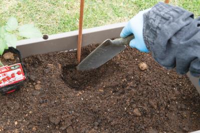 【ガーデニング】庭がなくてもOK！たくさん収穫できる「コンテナ菜園」春〜夏バージョン（サムネイル画像12）