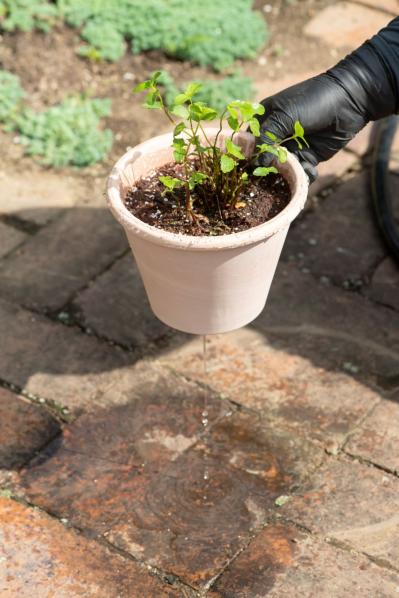 【ガーデニング】はじめてでもできる！鉢で育てるハーブ 単植＆寄せ植え（サムネイル画像10）