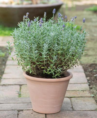 【ガーデニング】1鉢に1株だから気軽に育てられる「ハーブの単植」とは？（サムネイル画像13）