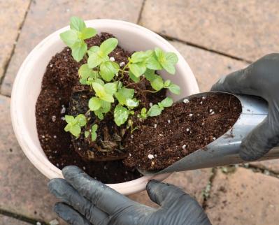 【ガーデニング】1鉢に1株だから気軽に育てられる「ハーブの単植」とは？（サムネイル画像8）