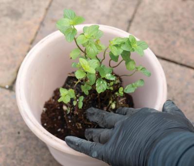 【ガーデニング】1鉢に1株だから気軽に育てられる「ハーブの単植」とは？（サムネイル画像7）