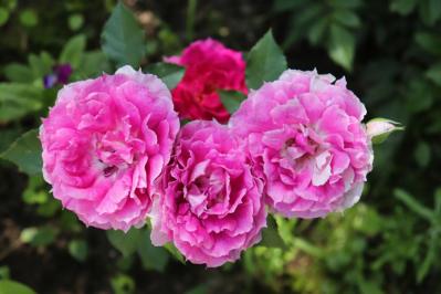 【ガーデニング】バラの季節をリードする“早咲きのバラ”［5選］（サムネイル画像5）