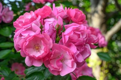 【ガーデニング】バラの季節をリードする“早咲きのバラ”［5選］（サムネイル画像2）