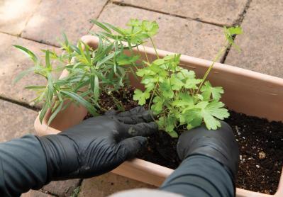 【ガーデニング】料理に役立つ「ハーブの寄せ植え」おすすめの組み合わせは？（サムネイル画像7）