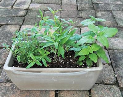 【ガーデニング】料理に役立つ「ハーブの寄せ植え」おすすめの組み合わせは？（サムネイル画像3）