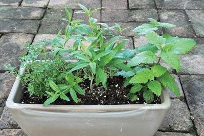 【ガーデニング】料理に役立つ「ハーブの寄せ植え」おすすめの組み合わせは？