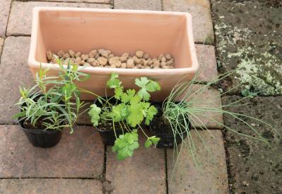 【ガーデニング】料理に役立つ「ハーブの寄せ植え」おすすめの組み合わせは？（サムネイル画像4）