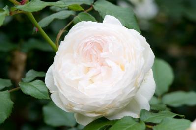 【ガーデニング】バラの季節をリードする“早咲きのバラ”［5選］（サムネイル画像4）