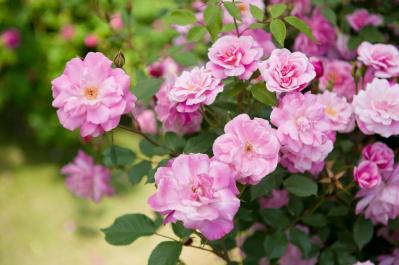 【ガーデニング】バラの季節をリードする“早咲きのバラ”［5選］（サムネイル画像3）