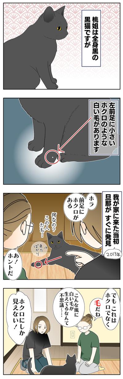 【マンガ・老猫日誌＃29】年をとってもかわらないもの…19歳の元保護猫・桃姐（サムネイル画像2）