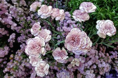 【ガーデニング】カーネーションはコスパ抜群の多年草！？「母の日」の花を長く楽しむ育て方（サムネイル画像4）