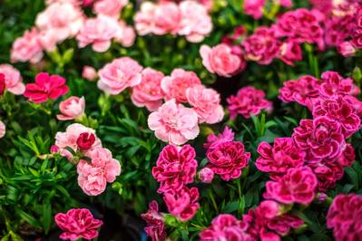 【ガーデニング】カーネーションはコスパ抜群の多年草！？「母の日」の花を長く楽しむ育て方（サムネイル画像6）