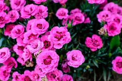 【ガーデニング】カーネーションはコスパ抜群の多年草！？「母の日」の花を長く楽しむ育て方（サムネイル画像5）