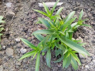 【ガーデニング】カーネーションはコスパ抜群の多年草！？「母の日」の花を長く楽しむ育て方（サムネイル画像11）