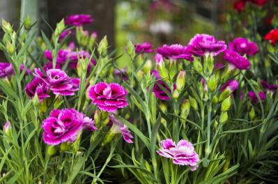 【ガーデニング】カーネーションはコスパ抜群の多年草！？「母の日」の花を長く楽しむ育て方（サムネイル画像3）