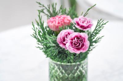 【ガーデニング】カーネーションはコスパ抜群の多年草！？「母の日」の花を長く楽しむ育て方（サムネイル画像10）