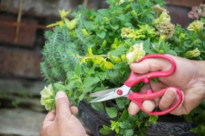 【ガーデニング】黒田健太郎さんがレクチャー　魅力を引き出すペチュニアの使い方（サムネイル画像10）