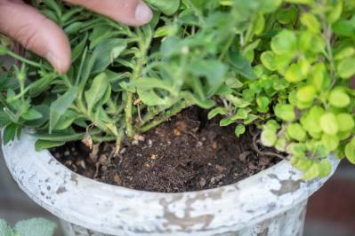 【ガーデニング】黒田健太郎さんがレクチャー　魅力を引き出すペチュニアの使い方（サムネイル画像7）