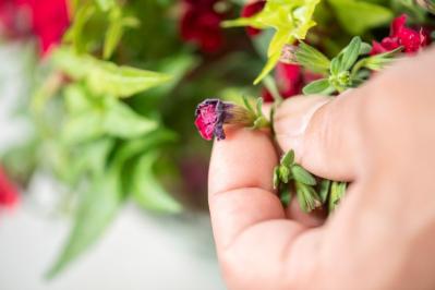 【ガーデニング】黒田健太郎さんがレクチャー　魅力を引き出すペチュニアの使い方（サムネイル画像9）