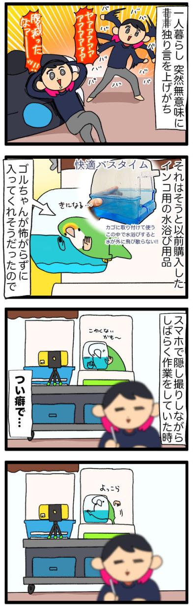 【鳥マンガ＃43】女帝インコの高速舌打ち…その意味は？／一人暮らしあるある？インコのバスタイムを邪魔したもの（サムネイル画像6）
