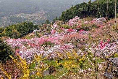 新美南吉の『花のき村と盗人たち』あらすじ紹介。悪名高き盗人たちから得る教訓と”ほっこり”した傑作物語