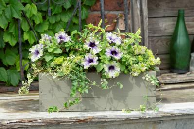 【ガーデニング】黒田健太郎さんがレクチャー　魅力を引き出すペチュニアの使い方（サムネイル画像2）