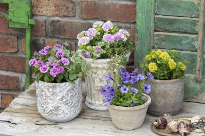 【ガーデニング】黒田健太郎さんがレクチャー　魅力を引き出すペチュニアの使い方（サムネイル画像5）