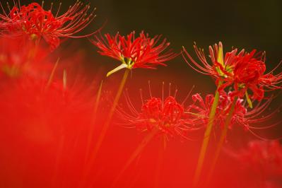 泉鏡花の『竜潭譚』あらすじ紹介。主人公の少女が迷い込んだ先は…？隠された日本の美と怪