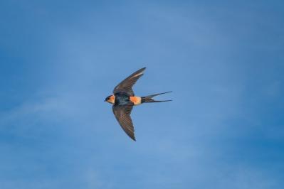 マン パウル・トーマスの『ある幸福』あらすじ紹介。詩的世界へようこそ！ 50代女性も共感する物語の魅力とは？