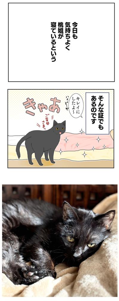 【老猫マンガ】ぐちゃぐちゃな布団の意味は？18歳の元保護猫・桃姐［＃30］（サムネイル画像5）